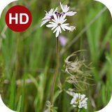 ir.hmh.PeaceLiveWallpaper_34_free