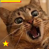 com.catsounds.tigerlion.meowkitten.talking.grumpycat.free