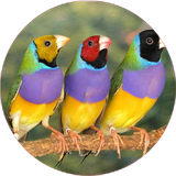 com.khorshid_ht.fench