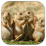 ajayebe.dunhaye.hyvanat