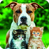 com.nicehdapps.cats.dogs.cute.wallpaper.HD