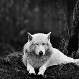 com.myapp.Wolf.HdWallpaper