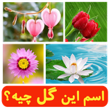 ir.shegerdha.what_flower