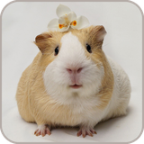 com.Guinea.pig.cute.animals.Wallpaper