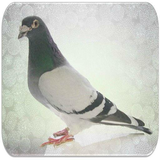 com.proapps.Pigeon.Sounds