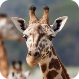 com.Giraffewallpaper.nature.cute.biganimals.wallpapers