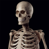 com.luminousapps.humanskeletonreferenceguide