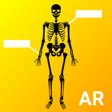 human.anatomy.ar