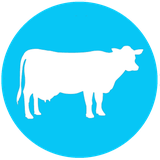 com.large.animals