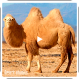 desertdocumentary.documentalesdesierto.com