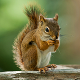 com.squirrel.sanjab