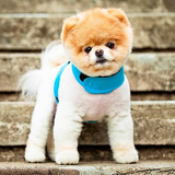 com.myapp.Pomeranian.Dog.WallpaperHd