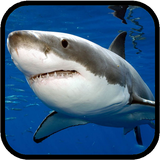sharks.tbem.com