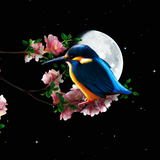 com.livewallpapers3d.sakurabird