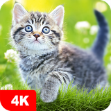 cats.wall7Fon