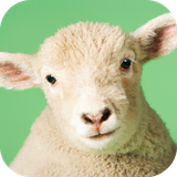 com.andromo.dev230101.app298737