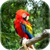 com.ParrotWallpaperWorld