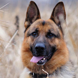 com.fansofdogs.GermanShepherdsWallpapers