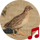 pro.sboard.ringtone.Quail
