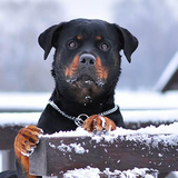 com.myapp.Rottweiler.Dog.HdWallpapers